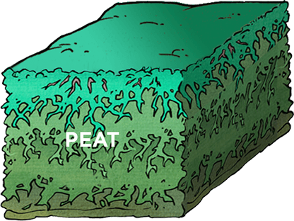 peat lignite layers